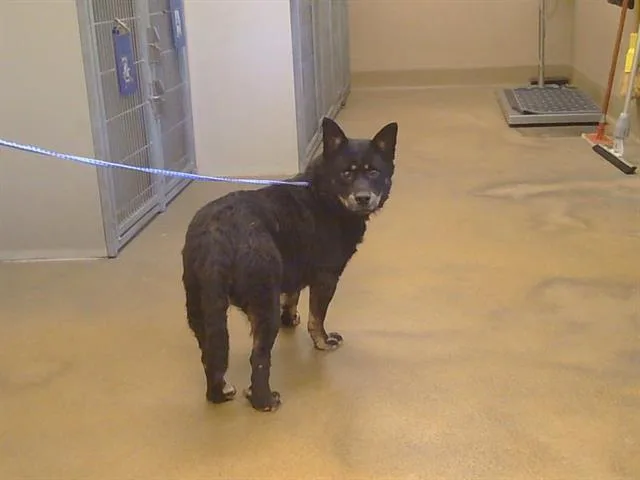 An adult medium-sized female Australian Cattle Dog / Blue Heeler dog named Jena for adoption in Sacramento, CA