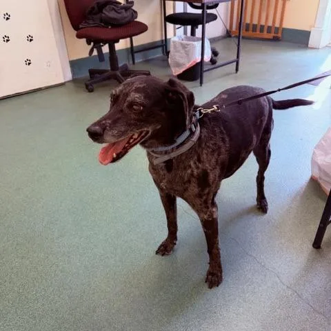 A senior medium-sized male Black Catahoula Leopard Dog dog named Mater for adoption in New Fairfield, CT