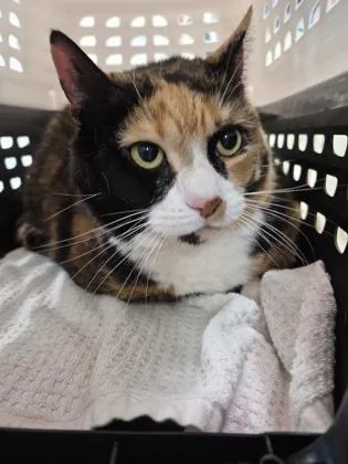 A senior small-sized female Domestic Short Hair cat named Ruby for adoption in Clarks Summit, PA
