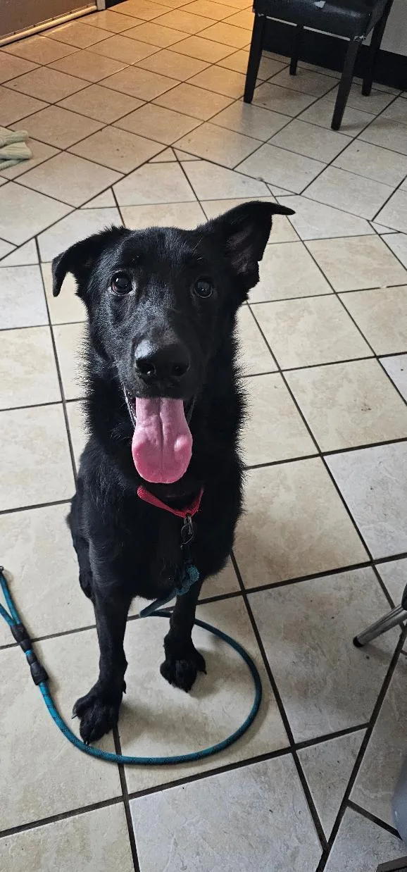 A young extra large-sized male German Shepherd Dog dog named Squidgey for adoption in Du Quoin, IL