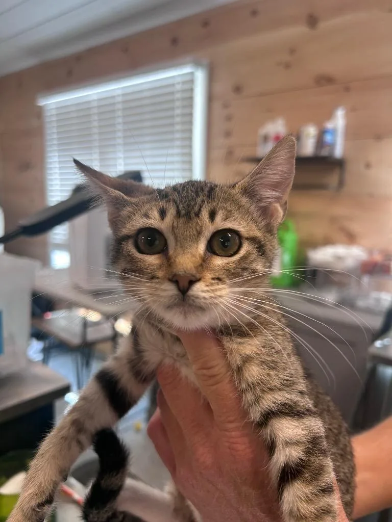 A baby medium-sized female Domestic Short Hair cat named Enola for adoption in Cumming, GA