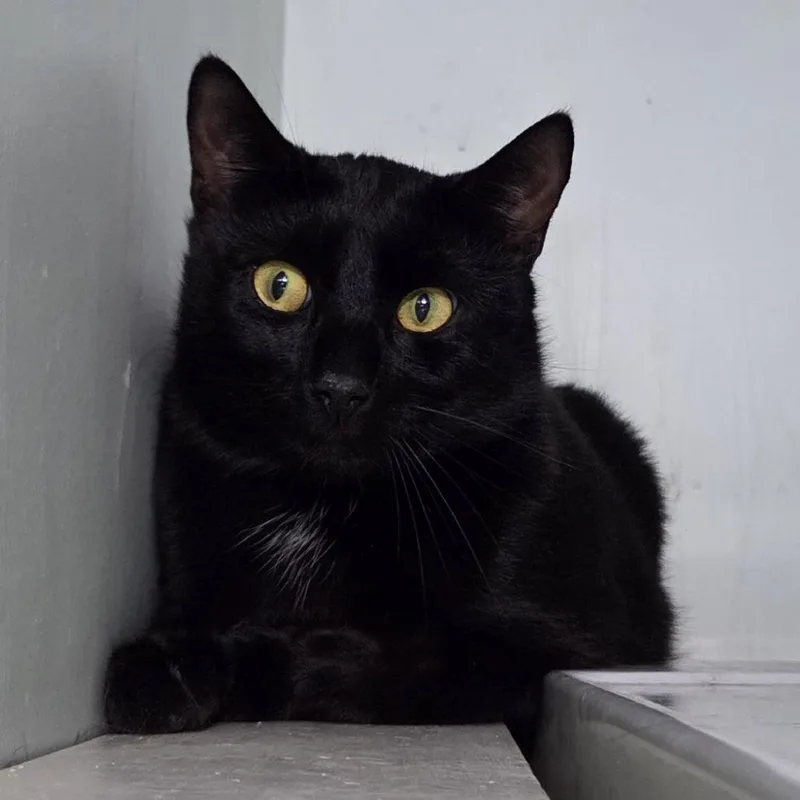 An adult large-sized male Black Domestic Short Hair cat named Shiloh for adoption in Brimfield, MA