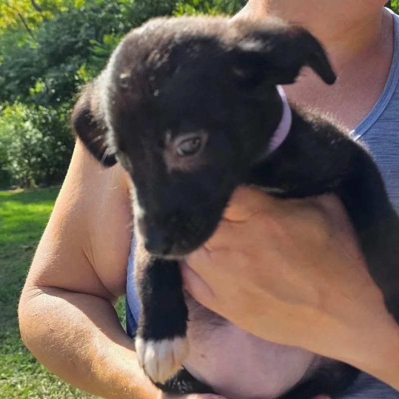A baby small-sized female Black Golden Retriever dog named Rowena for adoption in Rossville, GA