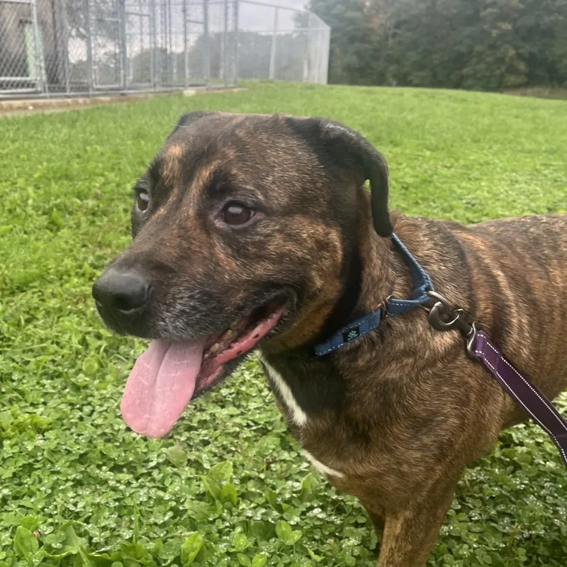 An adult large-sized male Staffordshire Bull Terrier dog named Beau for adoption in East Smithfield , PA