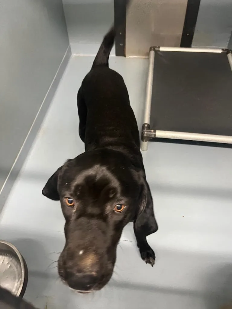 A young large-sized male Labrador Retriever dog named Chuck for adoption in Cartersville , GA