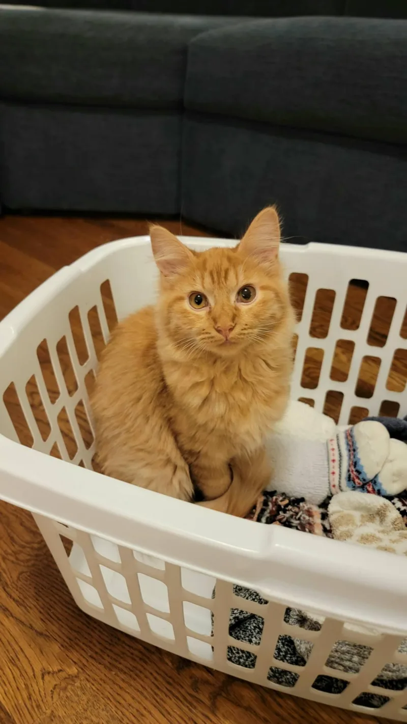A baby medium-sized male Domestic Long Hair cat named Winston for adoption in Brierfield, AL