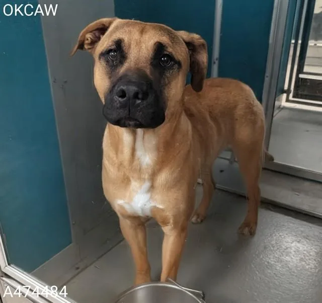 A young large-sized male German Shepherd Dog dog named A for adoption in Oklahoma City, OK