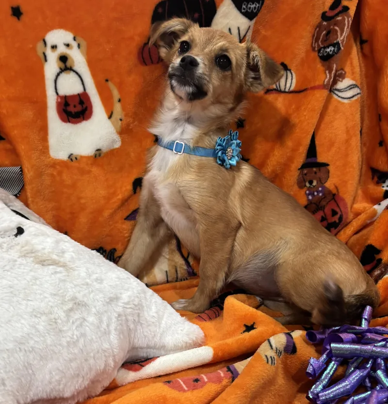 A baby small-sized female Golden Chihuahua dog named Annie for adoption in Corona, CA