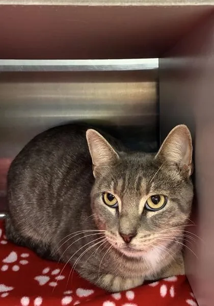 An adult medium-sized male Domestic Short Hair cat named Ferdinand for adoption in Picayune, MS
