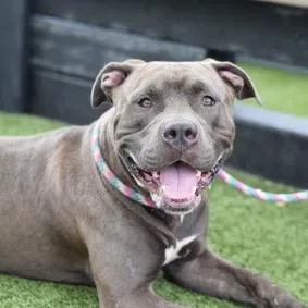 An adult large-sized male Gray / Blue / Silver Mixed Breed dog named Silverware for adoption in Jersey City, NJ