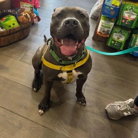 Silverware thumbnail 3