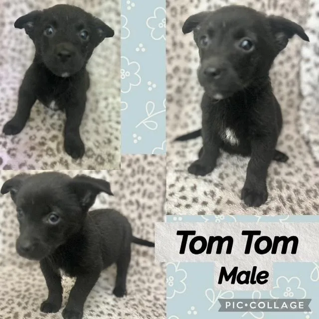 Tom Tom