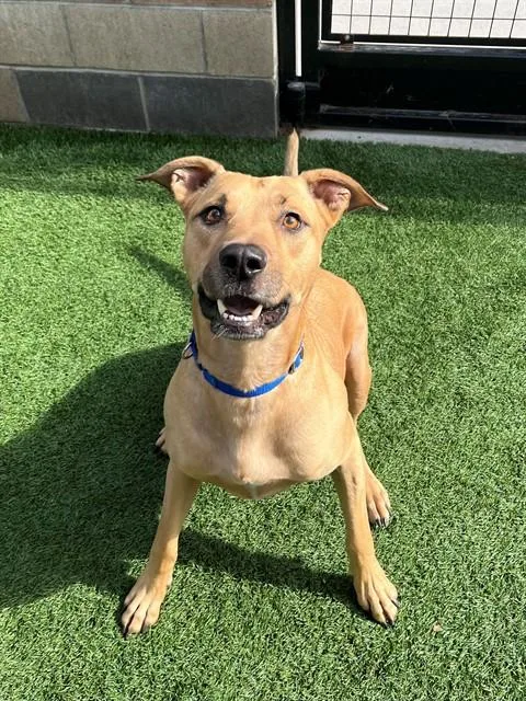 An adult large-sized male Pit Bull Terrier dog named Mufasa for adoption in San Luis Obispo, CA