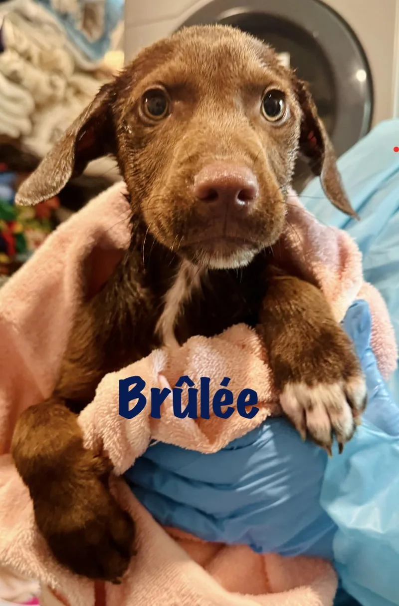 Brulee
