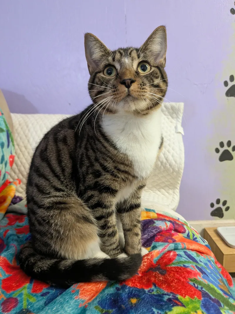 A young medium-sized male Tabby (Buff / Tan / Fawn) Domestic Short Hair cat named Apple for adoption in Rocky Ridge, MD