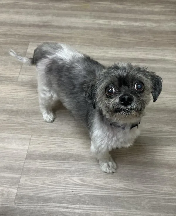 A senior small-sized female Shih Tzu dog named Mia for adoption in Oceanside, CA