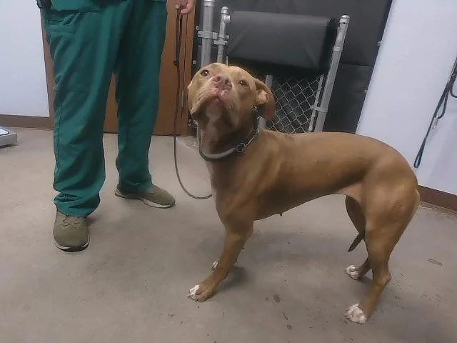 A young large-sized female Pit Bull Terrier dog named Sassy for adoption in Phoenix, AZ