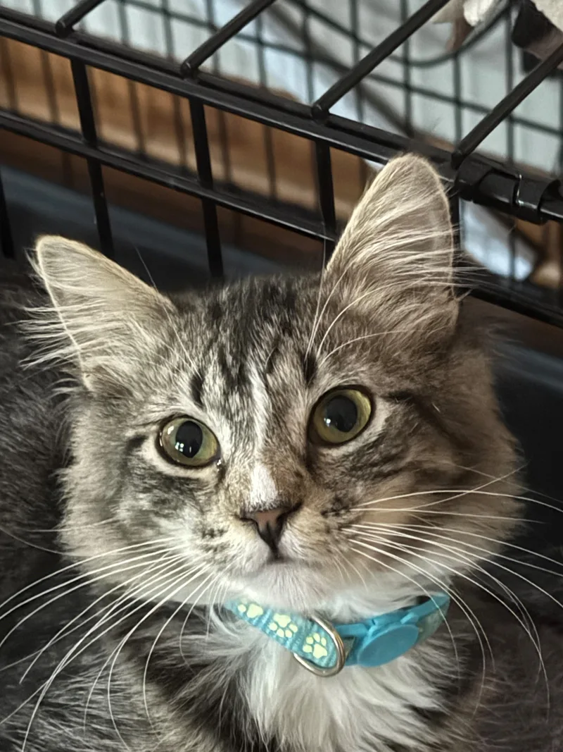 A young medium-sized female Tabby (Brown / Chocolate) Domestic Short Hair cat named Sunflower for adoption in Minneapolis, MN