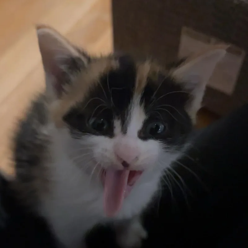 A baby small-sized female Calico Domestic Short Hair cat named Stormy for adoption in Rochester Hills, MI