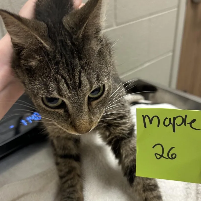An adult medium-sized male Brown / Chocolate Domestic Short Hair cat named Alberta for adoption in Bristol, IN