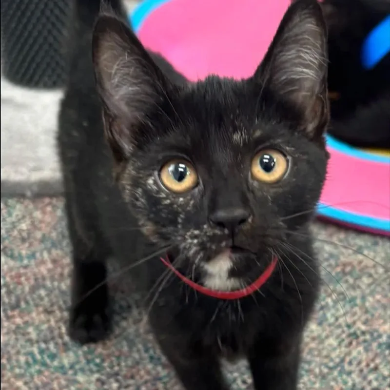 A baby small-sized female Black Domestic Short Hair cat named Petal for adoption in Hamburg, NY
