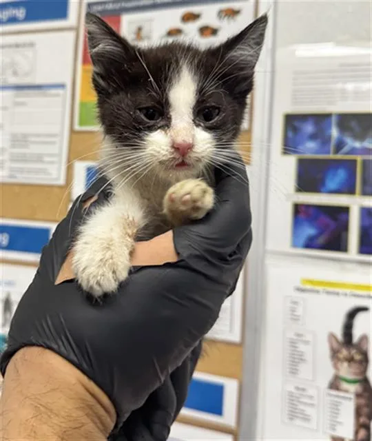 A baby small-sized male Domestic Short Hair cat named Jerry for adoption in Camarillo, CA