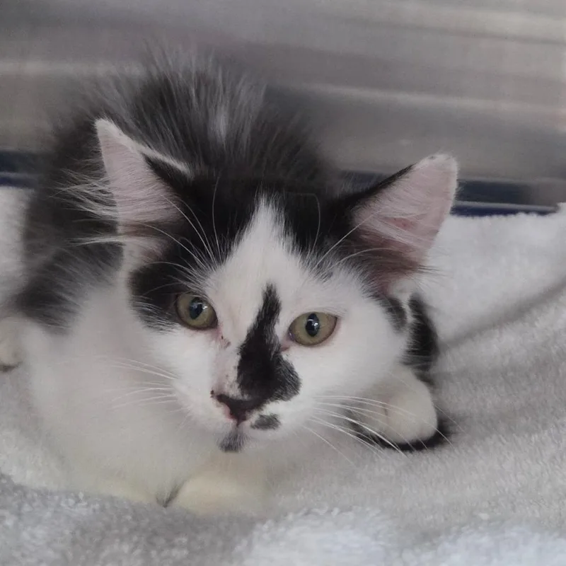 A baby small-sized female Black Domestic Medium Hair cat named Coconut for adoption in Lakeland, FL