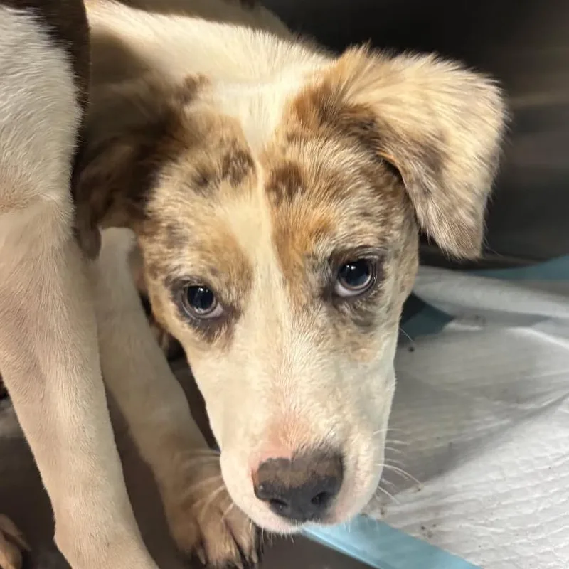 A young medium-sized female Brown / Chocolate Mixed Breed dog named Amanda for adoption in Pauls Valley, OK