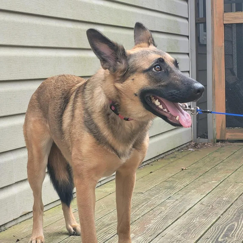 An adult large-sized female Yellow / Tan / Blond / Fawn German Shepherd Dog dog named Misty for adoption in Stephens City, VA