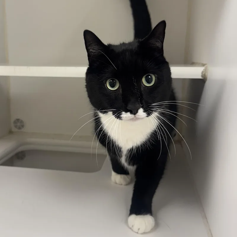A senior medium-sized male Black & White / Tuxedo Domestic Short Hair cat named Coby for adoption in Reisterstown, MD