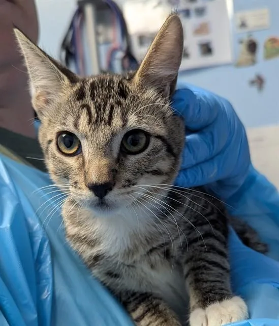 A baby small-sized female Domestic Short Hair cat named Freya for adoption in Bakersfield, CA