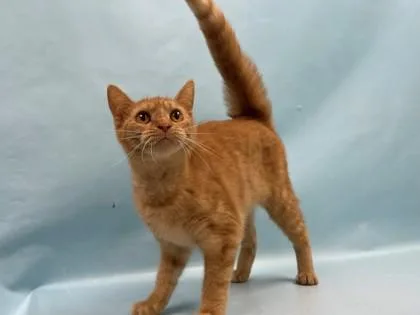 An adult small-sized female Domestic Short Hair cat named Tiger Lily for adoption in Coon Rapids, MN