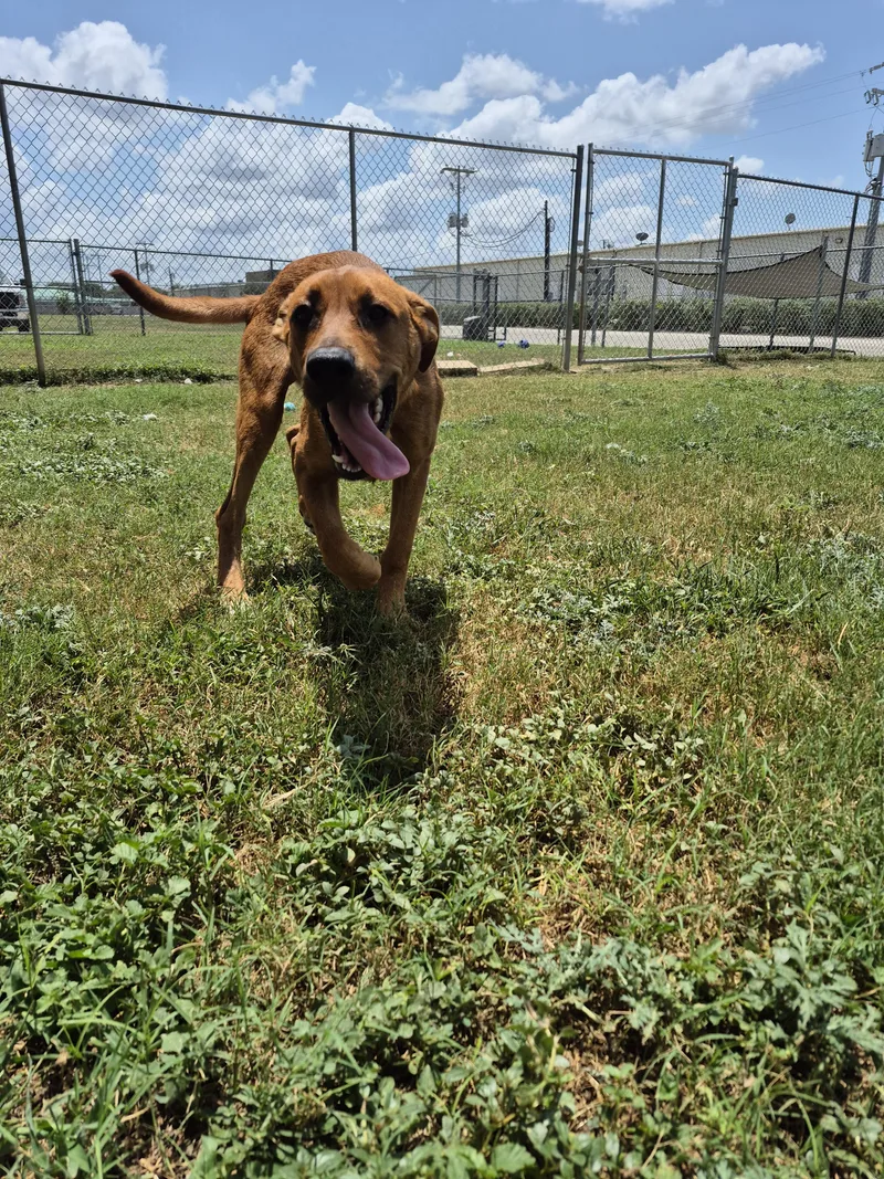 A young medium-sized male Mixed Breed dog named Paz for adoption in Schertz, TX