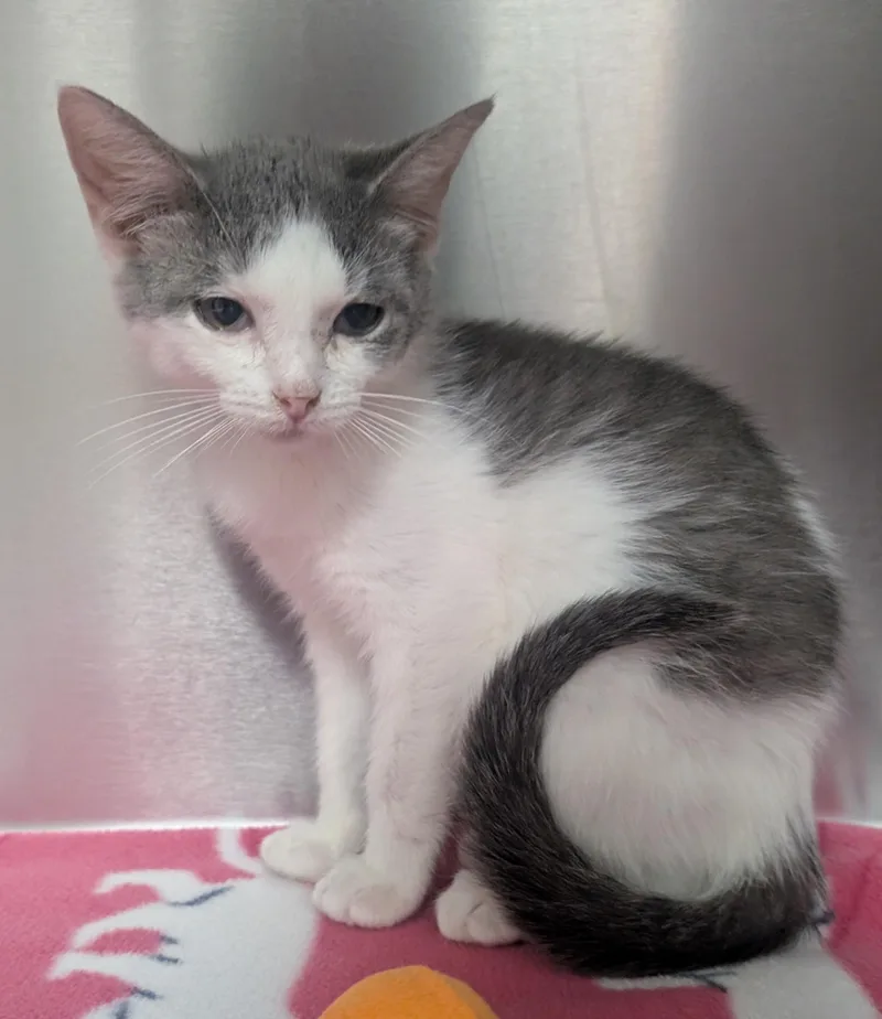 A young small-sized male White Domestic Short Hair cat named Mickey for adoption in New Ulm, MN