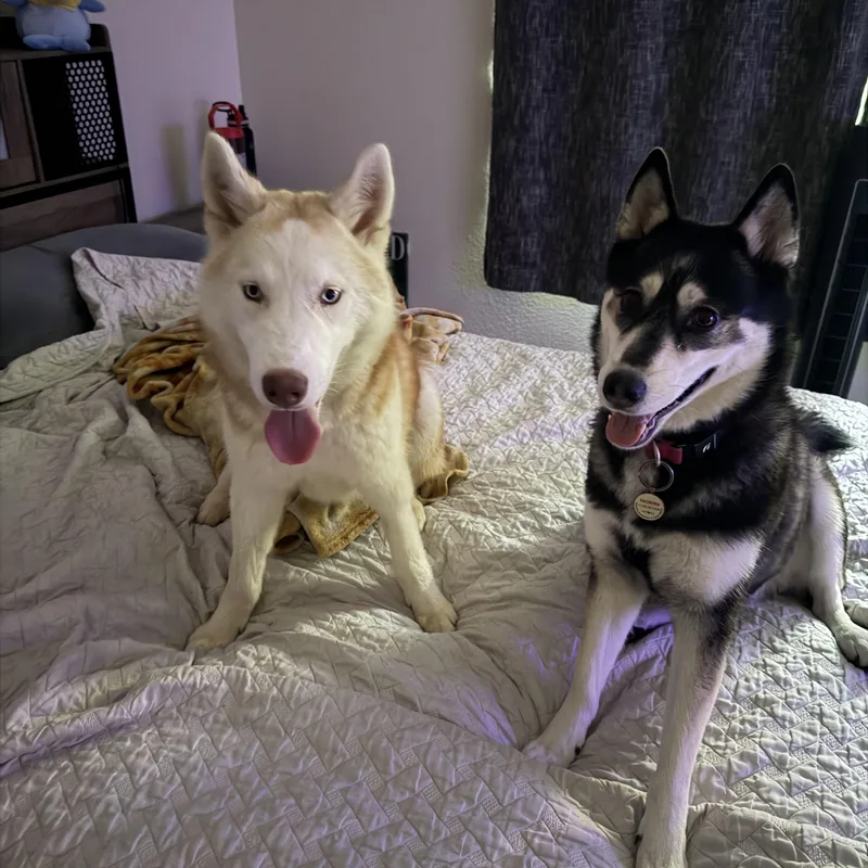 A baby medium-sized male Apricot / Beige Husky dog named Miso for adoption in Lakeport, CA