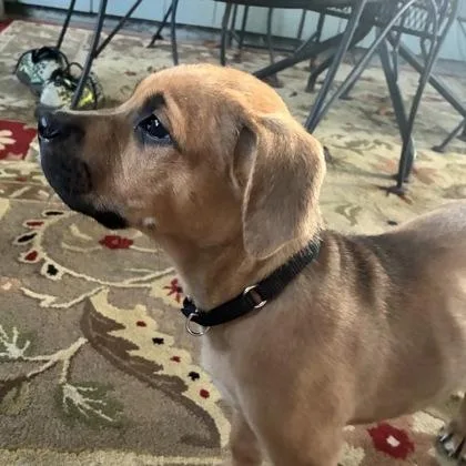 A baby small-sized male Mixed Breed dog named Moose for adoption in Merriam, KS