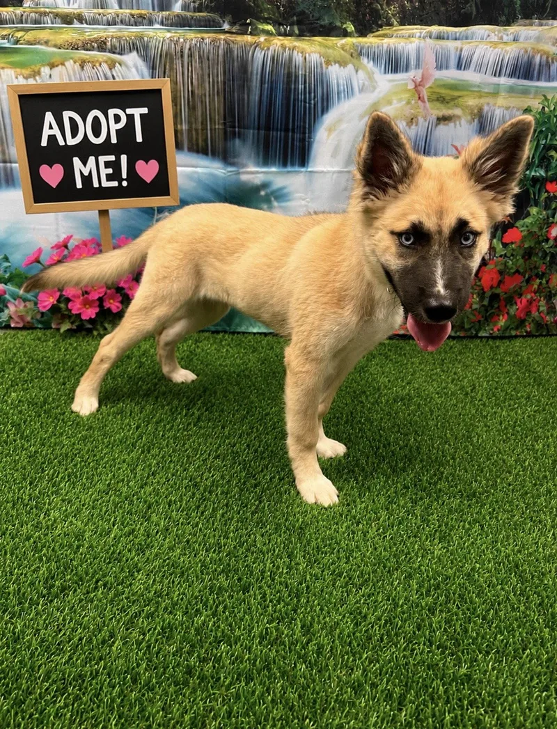 A young large-sized female Shepherd dog named Winnie for adoption in Euless, TX