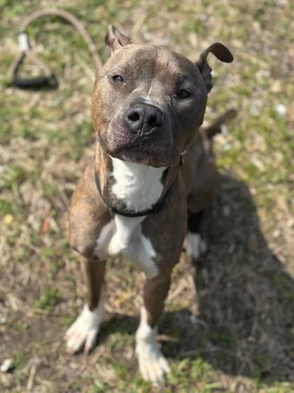 An adult large-sized male Mixed Breed dog named Breezy Bear for adoption in West Chester, PA