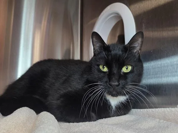 An adult medium-sized female Domestic Short Hair cat named Wilma for adoption in Millersville, MD
