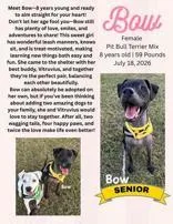 An adult medium-sized female Mixed Breed dog named Bow for adoption in Denton, TX