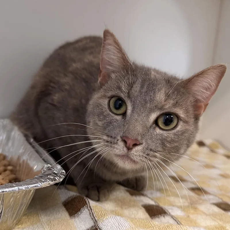 An adult medium-sized female Gray / Blue / Silver Domestic Short Hair cat named Opal for adoption in Greensboro, NC