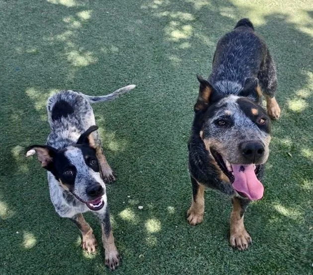 A young medium-sized male Australian Cattle Dog / Blue Heeler dog named Fuji for adoption in Littleton, CO