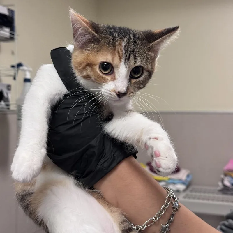 A baby small-sized female Calico Domestic Short Hair cat named Alli for adoption in Chicago, IL