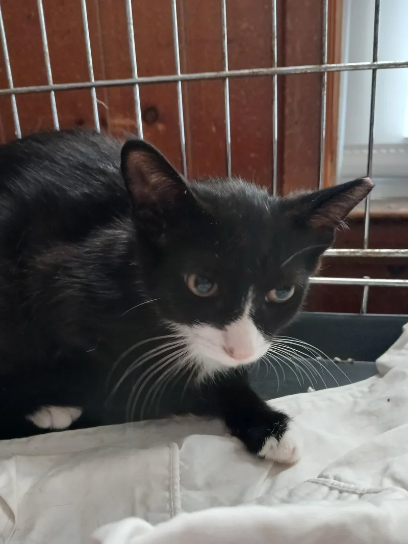 A baby medium-sized female Black & White / Tuxedo Tuxedo cat named Papaya for adoption in Newfoundland, NJ