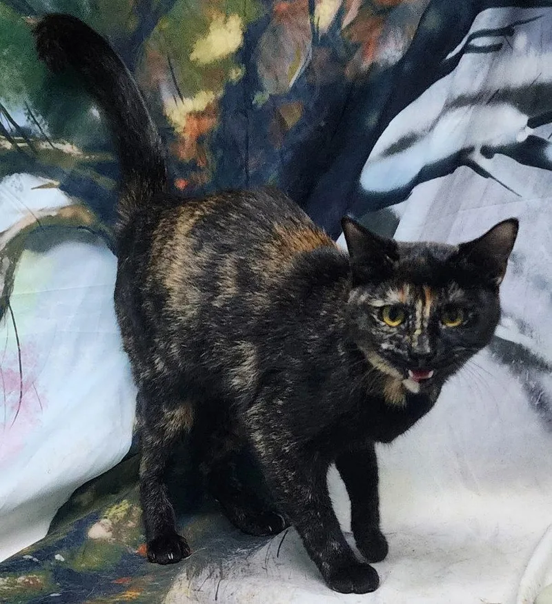 A young medium-sized female Domestic Short Hair cat named Merry for adoption in Wetumpka, AL