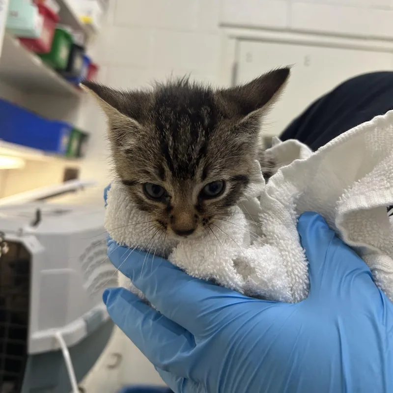 A baby small-sized male Brown / Chocolate Domestic Short Hair cat named Colonel Mustard for adoption in Auburn, AL