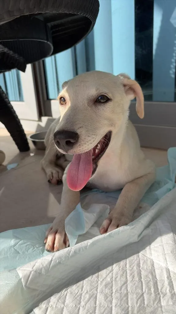 A baby small-sized female Labrador Retriever dog named Marshmallow for adoption in San Diego, CA