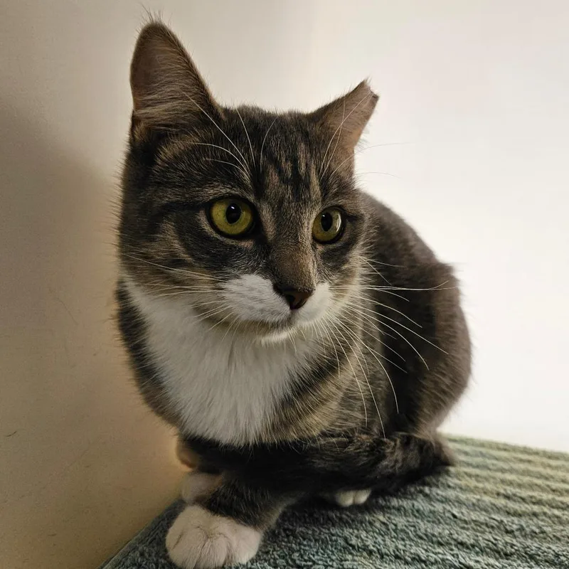 A young medium-sized female Gray / Blue / Silver Domestic Short Hair cat named Lizzy for adoption in Harrisonburg, VA