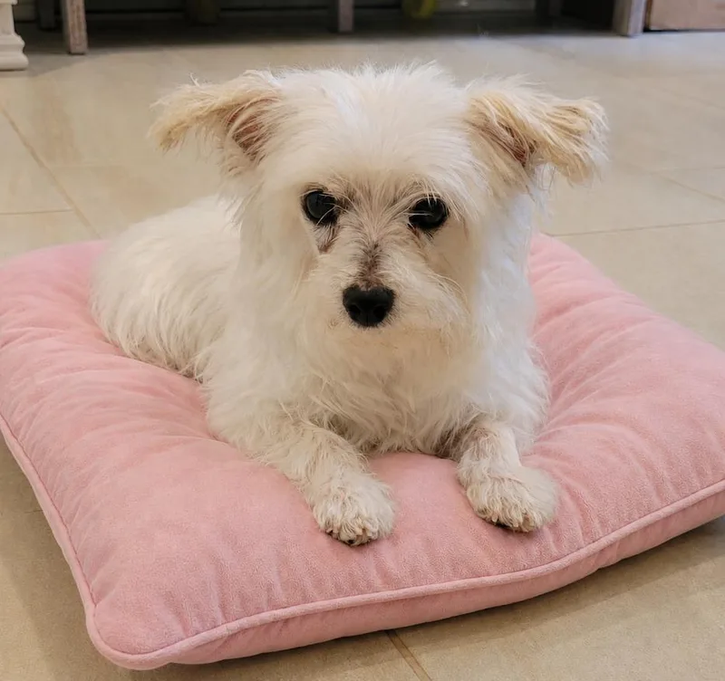 Millie thumbnail 2