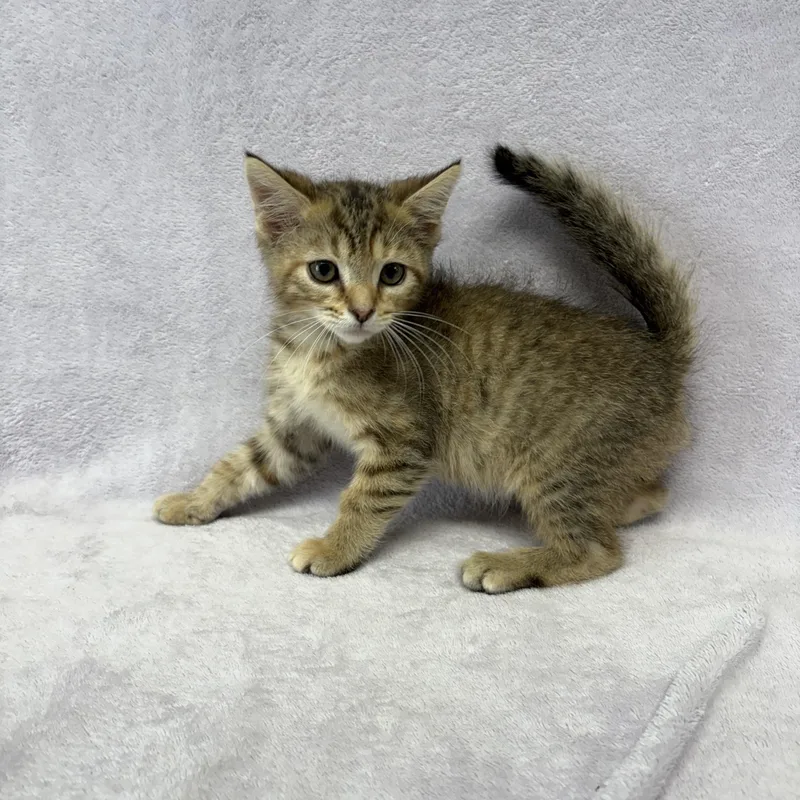 A baby medium-sized female Torbie Domestic Short Hair cat named Green Bean for adoption in Valdosta, GA